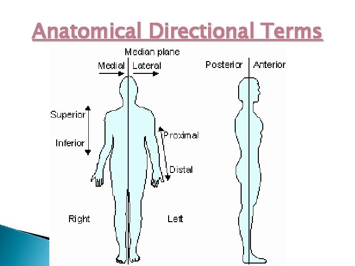 Anatomical Directional Terms 