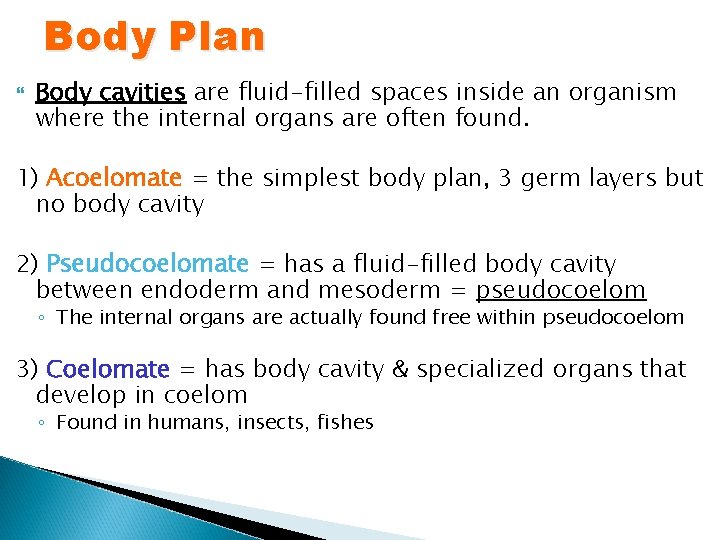 Body Plan Body cavities are fluid-filled spaces inside an organism where the internal organs