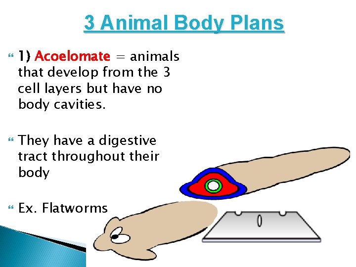 3 Animal Body Plans 1) Acoelomate = animals that develop from the 3 cell