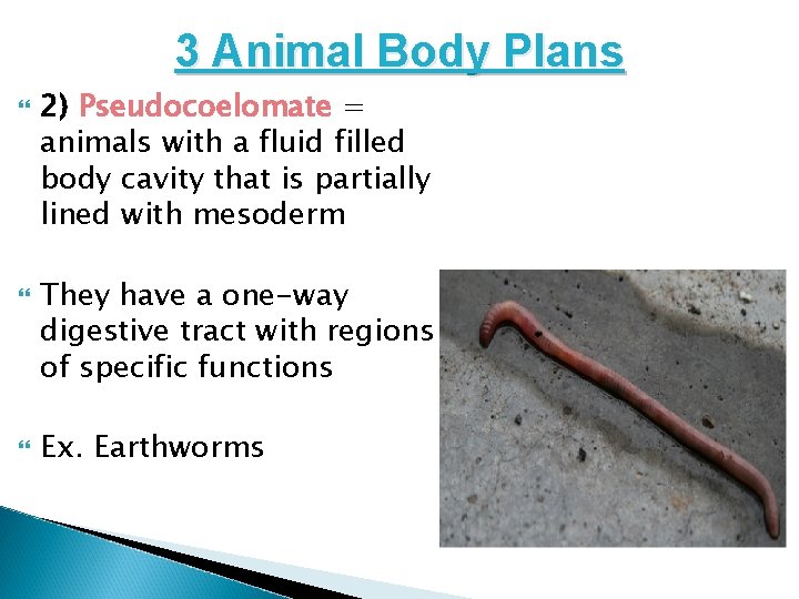 3 Animal Body Plans 2) Pseudocoelomate = animals with a fluid filled body cavity