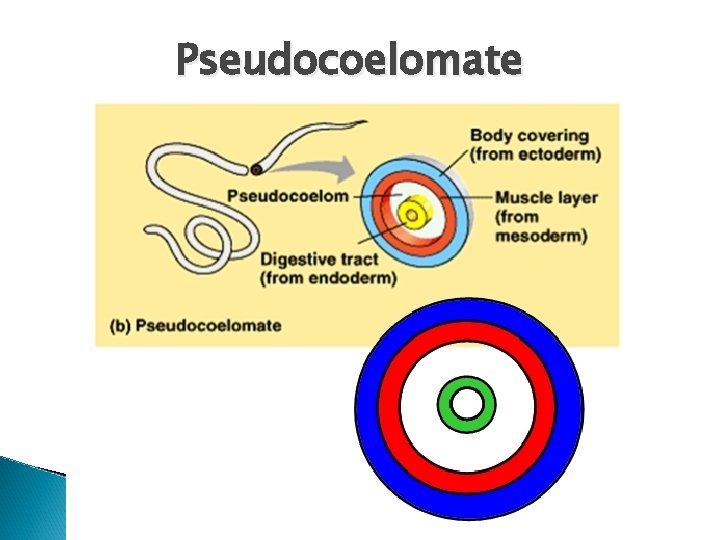 Pseudocoelomate 