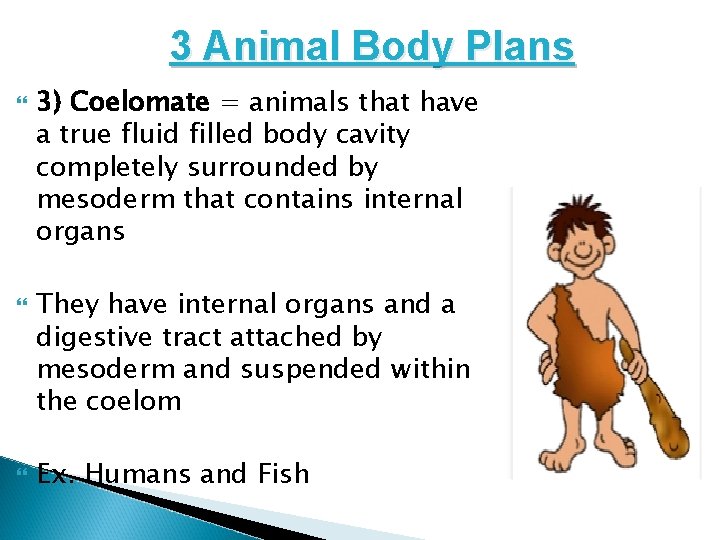 3 Animal Body Plans 3) Coelomate = animals that have a true fluid filled