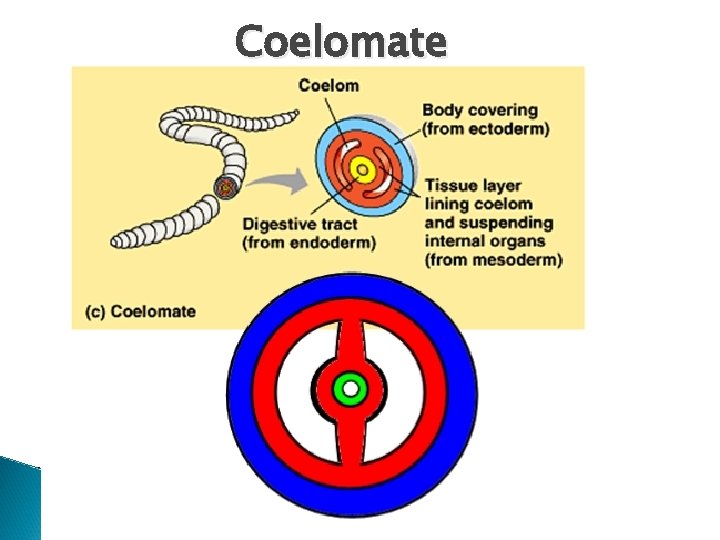 Coelomate 