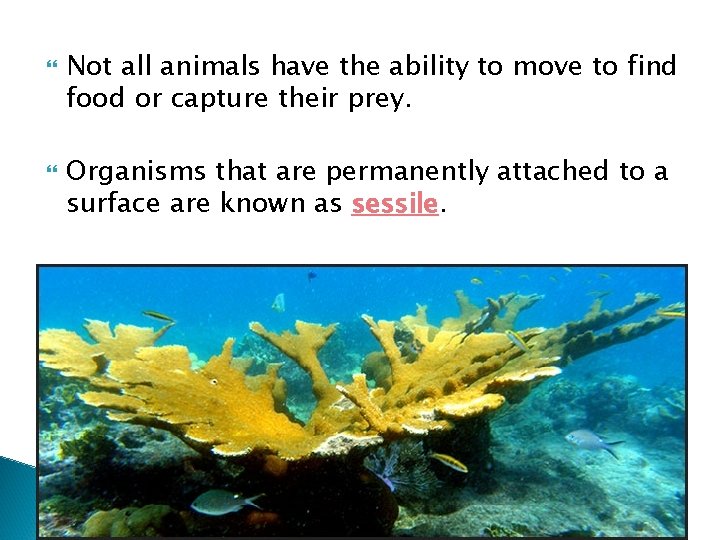  Not all animals have the ability to move to find food or capture