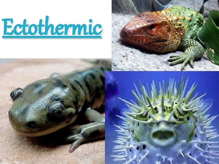 Ectothermic 