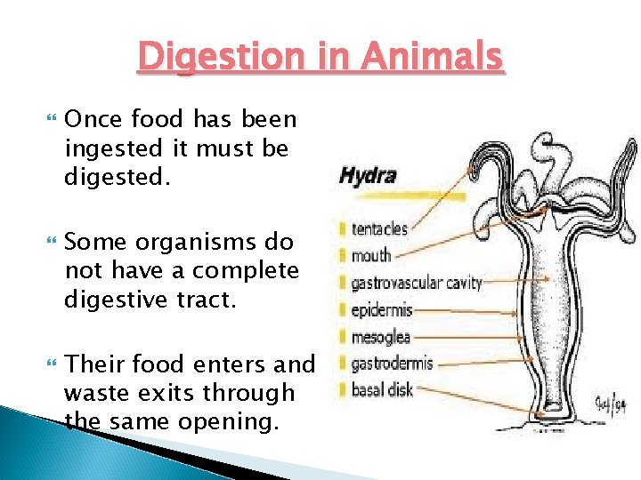 Digestion in Animals Once food has been ingested it must be digested. Some organisms