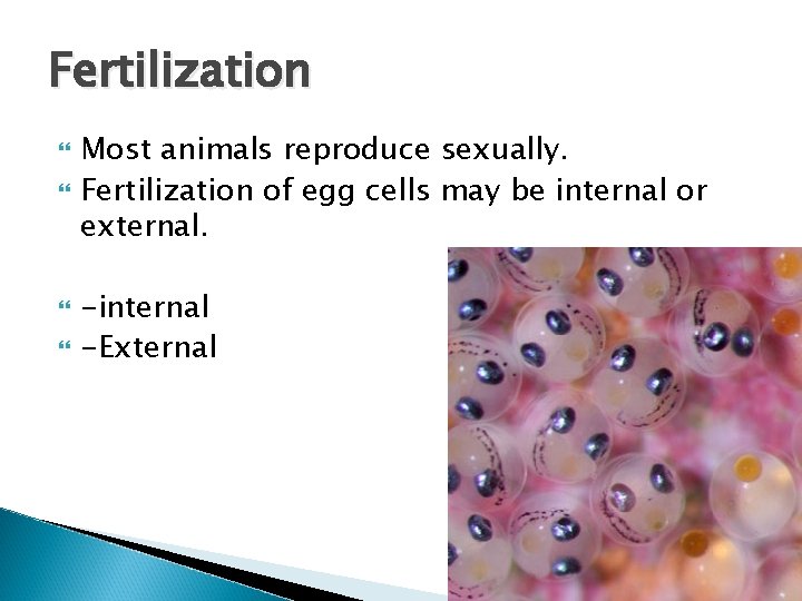 Fertilization Most animals reproduce sexually. Fertilization of egg cells may be internal or external.