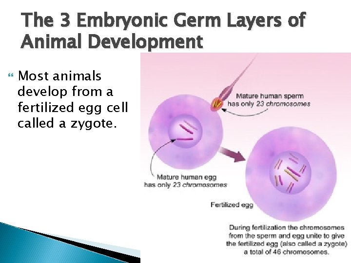 The 3 Embryonic Germ Layers of Animal Development Most animals develop from a fertilized