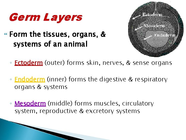 Germ Layers Form the tissues, organs, & systems of an animal ◦ Ectoderm (outer)