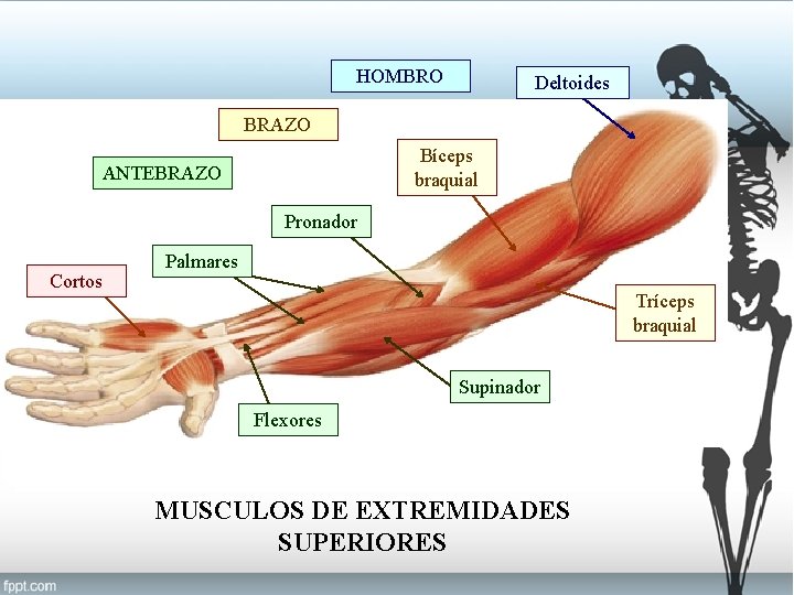 HOMBRO Deltoides BRAZO Bíceps braquial ANTEBRAZO Pronador Cortos Palmares Tríceps braquial Supinador Flexores MUSCULOS