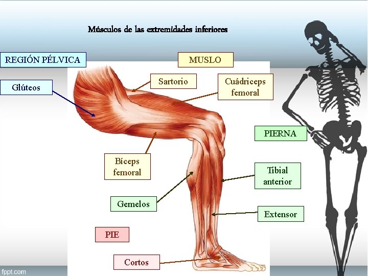 Músculos de las extremidades inferiores REGIÓN PÉLVICA MUSLO Sartorio Glúteos Cuádriceps femoral PIERNA Bíceps
