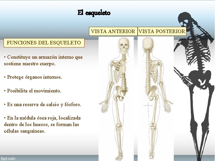 El esqueleto VISTA ANTERIOR VISTA POSTERIOR FUNCIONES DEL ESQUELETO • Constituye un armazón interno