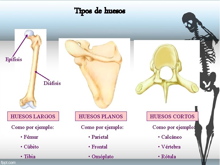 Tipos de huesos Epífisis Diáfisis HUESOS LARGOS HUESOS PLANOS HUESOS CORTOS Como por ejemplo:
