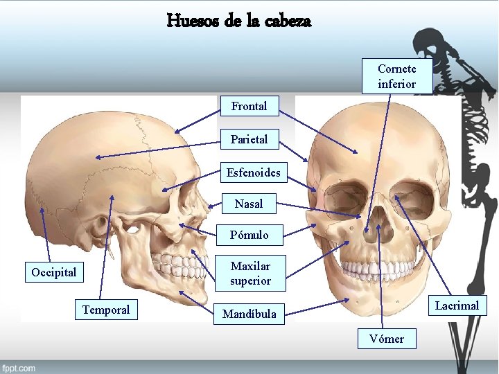 Huesos de la cabeza Cornete inferior Frontal Parietal Esfenoides Nasal Pómulo Maxilar superior Occipital