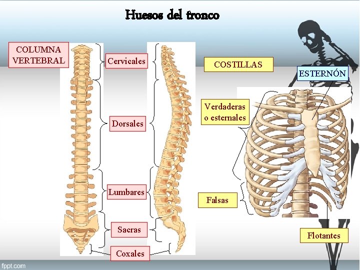 Huesos del tronco COLUMNA VERTEBRAL Cervicales Dorsales Lumbares Sacras Coxales COSTILLAS ESTERNÓN Verdaderas o