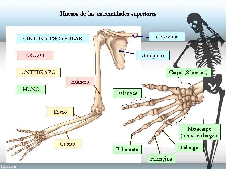 Huesos de las extremidades superiores Clavícula CINTURA ESCAPULAR Omóplato BRAZO Carpo (8 huesos) ANTEBRAZO