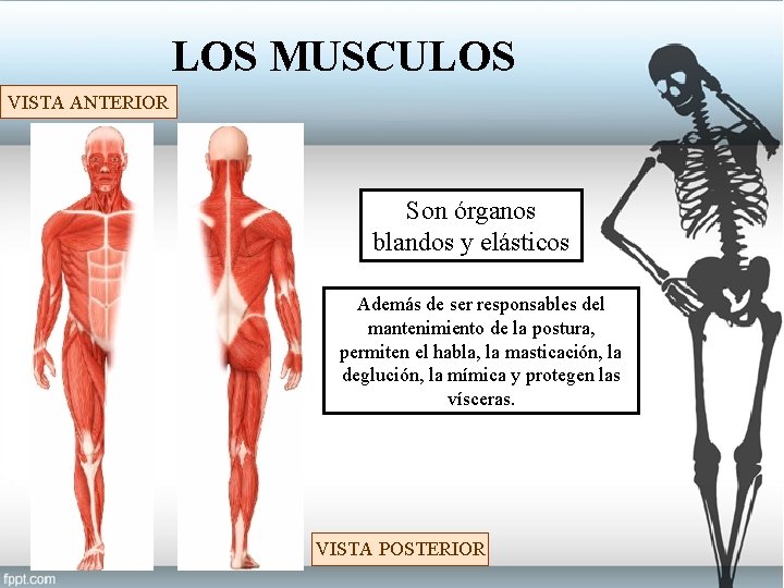 LOS MUSCULOS VISTA ANTERIOR Son órganos blandos y elásticos Además de ser responsables del