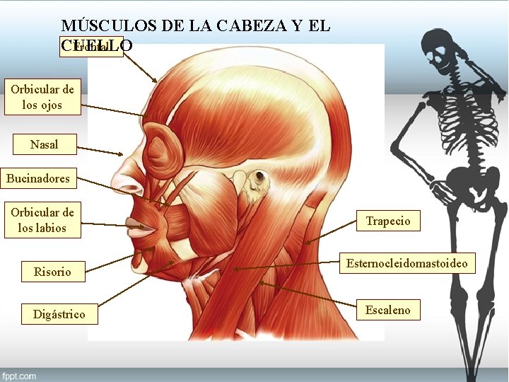 MÚSCULOS DE LA CABEZA Y EL Frontal CUELLO Orbicular de los ojos Nasal Bucinadores