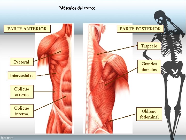Músculos del tronco PARTE ANTERIOR PARTE POSTERIOR Trapecio Pectoral Grandes dorsales Intercostales Oblicuo externo