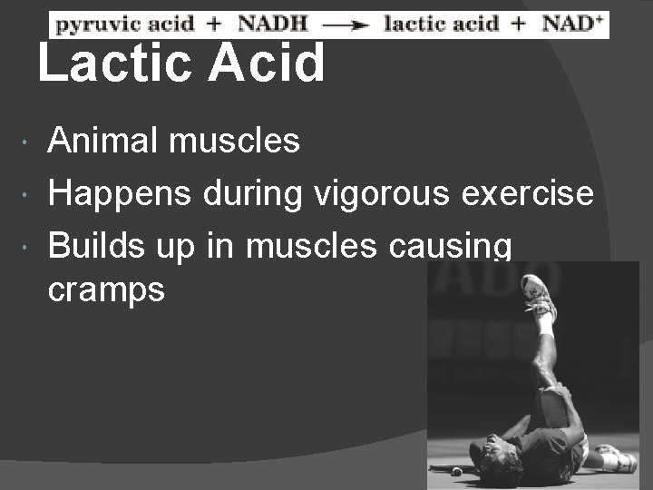Lactic Acid Animal muscles Happens during vigorous exercise Builds up in muscles causing cramps