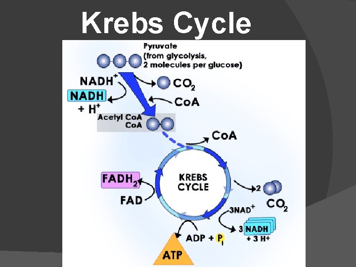 Krebs Cycle 