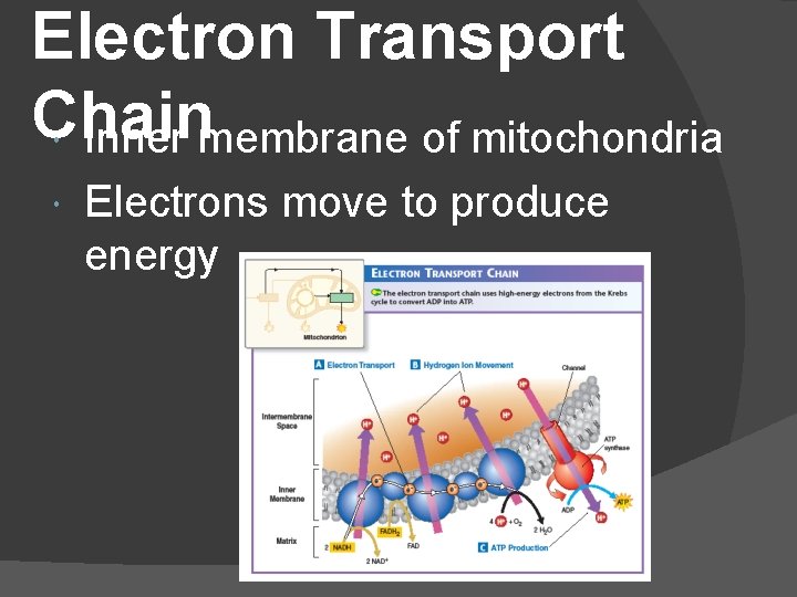 Electron Transport Chain Inner membrane of mitochondria Electrons move to produce energy 