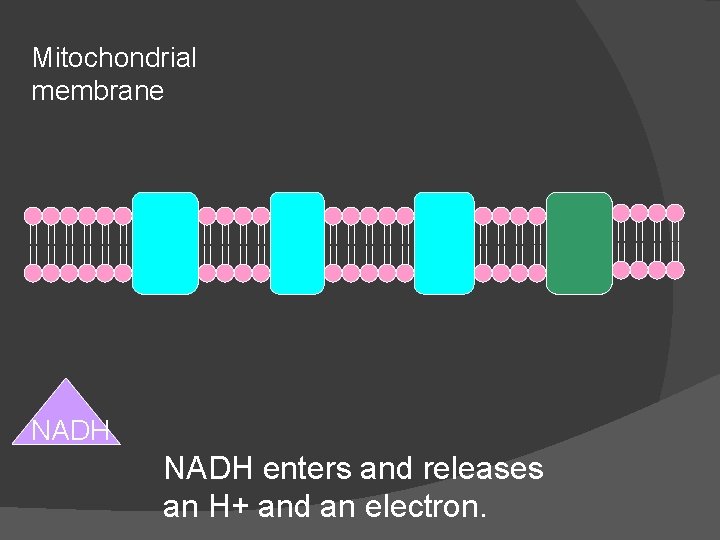 Mitochondrial membrane NADH enters and releases an H+ and an electron. 
