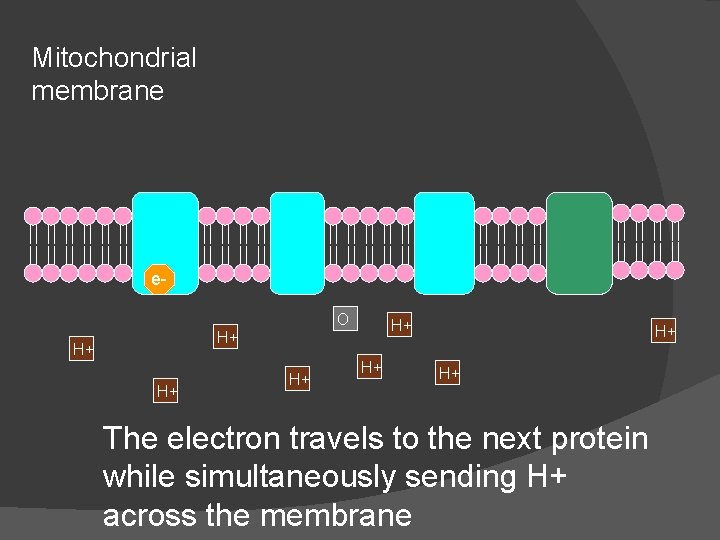 Mitochondrial membrane e. O H+ H+ The electron travels to the next protein while