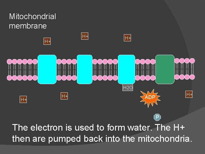 Mitochondrial membrane H+ H+ H+ H 2 O H+ H+ H+ ADP P The