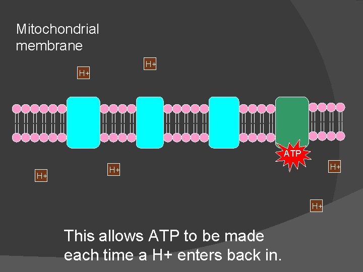 Mitochondrial membrane H+ H+ ATP H+ H+ This allows ATP to be made each