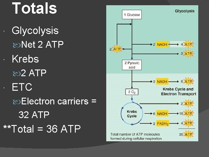 Totals Glycolysis Net 2 ATP Krebs 2 ATP ETC Electron carriers = 32 ATP