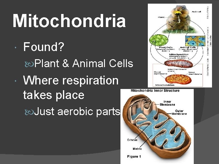 Mitochondria Found? Plant & Animal Cells Where respiration takes place Just aerobic parts 