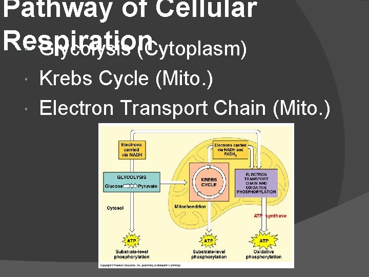 Pathway of Cellular Respiration Glycolysis (Cytoplasm) Krebs Cycle (Mito. ) Electron Transport Chain (Mito.