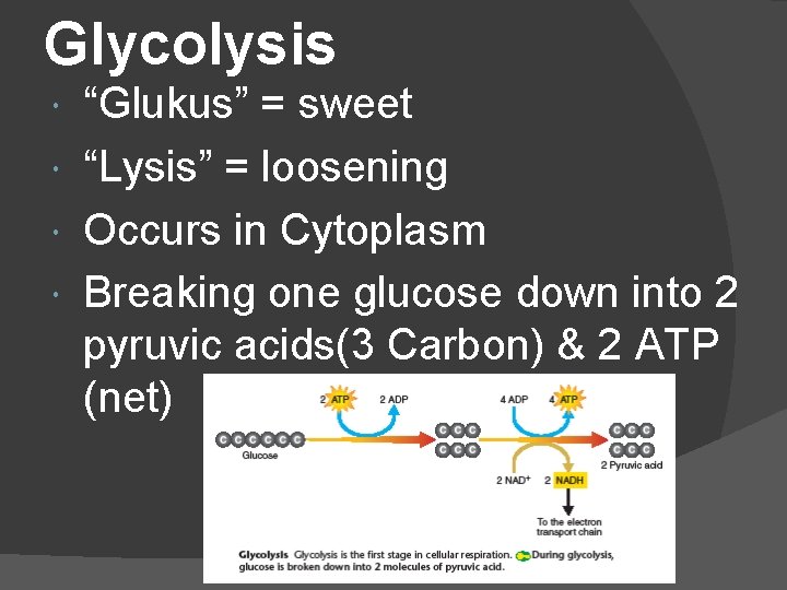 Glycolysis “Glukus” = sweet “Lysis” = loosening Occurs in Cytoplasm Breaking one glucose down