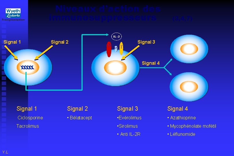 Niveaux d’action des immunosuppresseurs Signal 1 Signal 2 (3, 4, 7) Signal 3 Signal