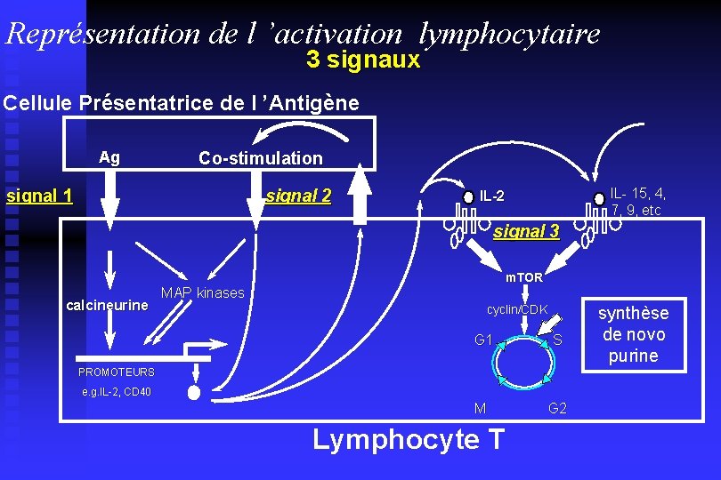 Représentation de l ’activation lymphocytaire 3 signaux Cellule Présentatrice de l ’Antigène Ag Co-stimulation