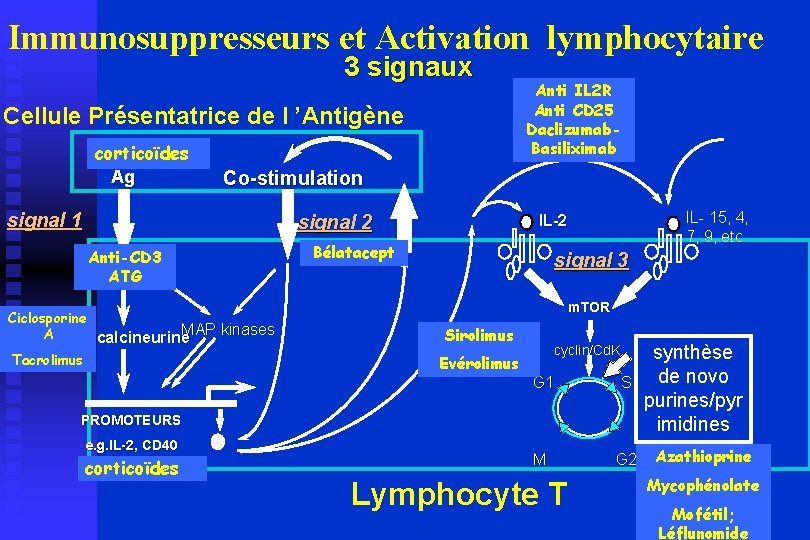 Immunosuppresseurs et Activation lymphocytaire 3 signaux Cellule Présentatrice de l ’Antigène corticoïdes Ag Co-stimulation