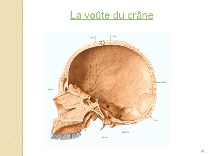 La voûte du crâne 10 