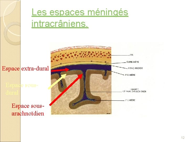 Les espaces méningés intracrâniens. Espace extra-dural Espace sousarachnoïdien 12 