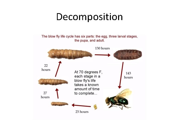 Decomposition 