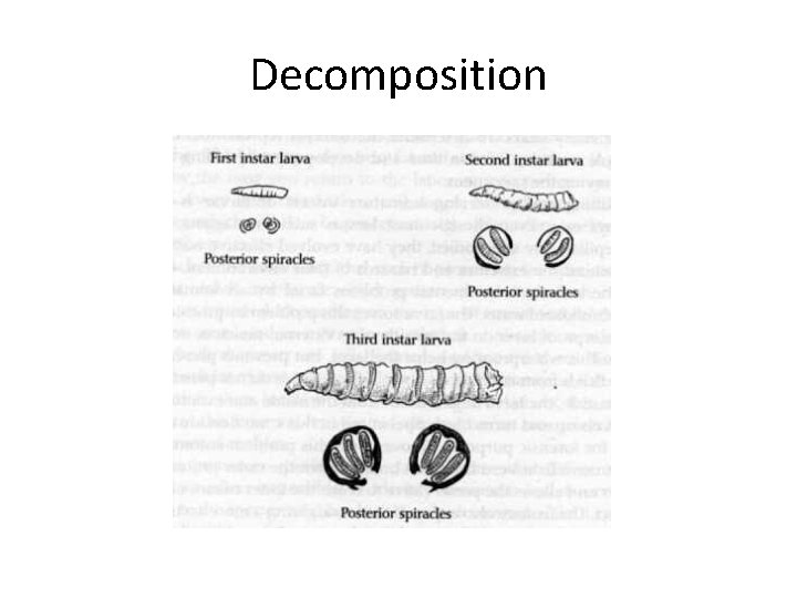 Decomposition 