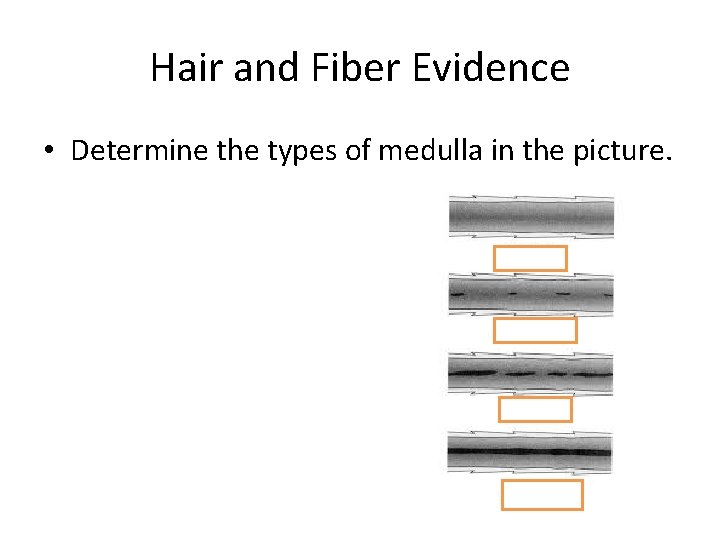 Hair and Fiber Evidence • Determine the types of medulla in the picture. 