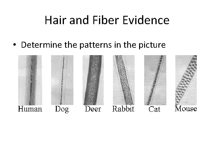 Hair and Fiber Evidence • Determine the patterns in the picture 