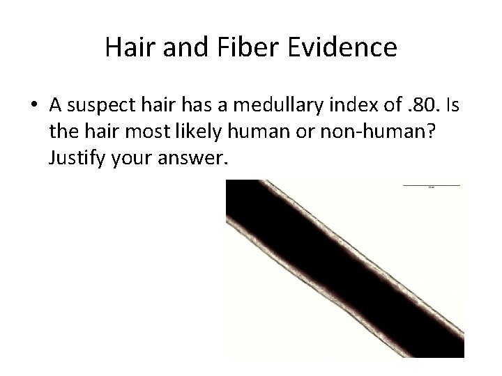 Hair and Fiber Evidence • A suspect hair has a medullary index of. 80.
