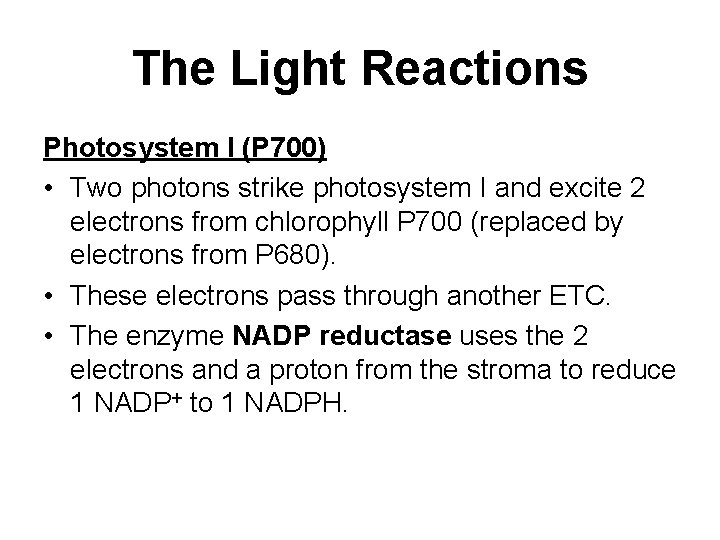The Light Reactions Photosystem I (P 700) • Two photons strike photosystem I and