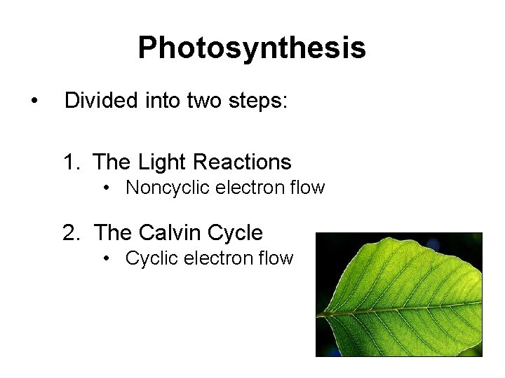Photosynthesis • Divided into two steps: 1. The Light Reactions • Noncyclic electron flow