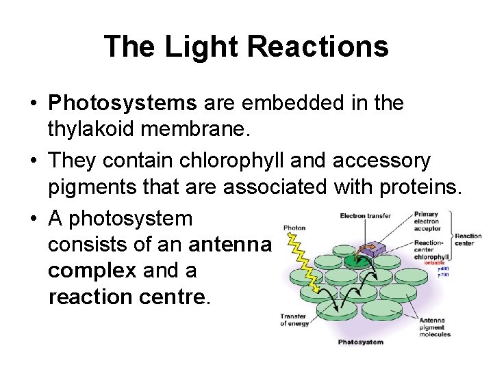 The Light Reactions • Photosystems are embedded in the thylakoid membrane. • They contain