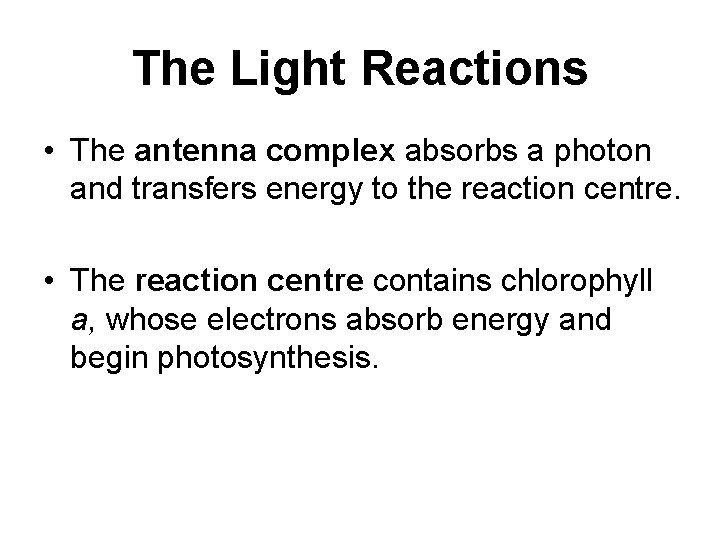 The Light Reactions • The antenna complex absorbs a photon and transfers energy to