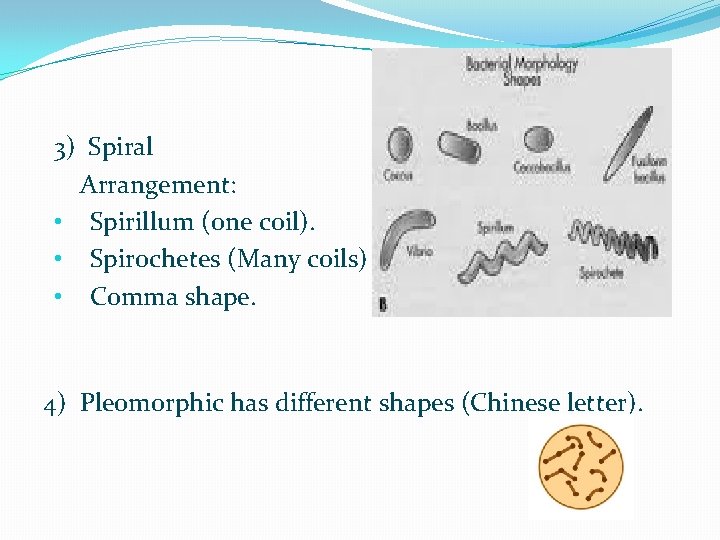 3) Spiral Arrangement: • Spirillum (one coil). • Spirochetes (Many coils) • Comma shape.