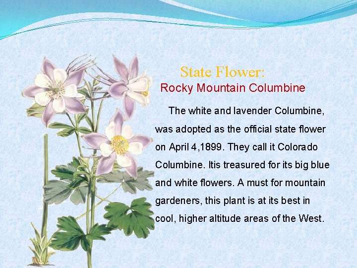 State Flower: Rocky Mountain Columbine The white and lavender Columbine, was adopted as the